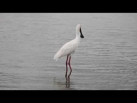 African Spoonbill on