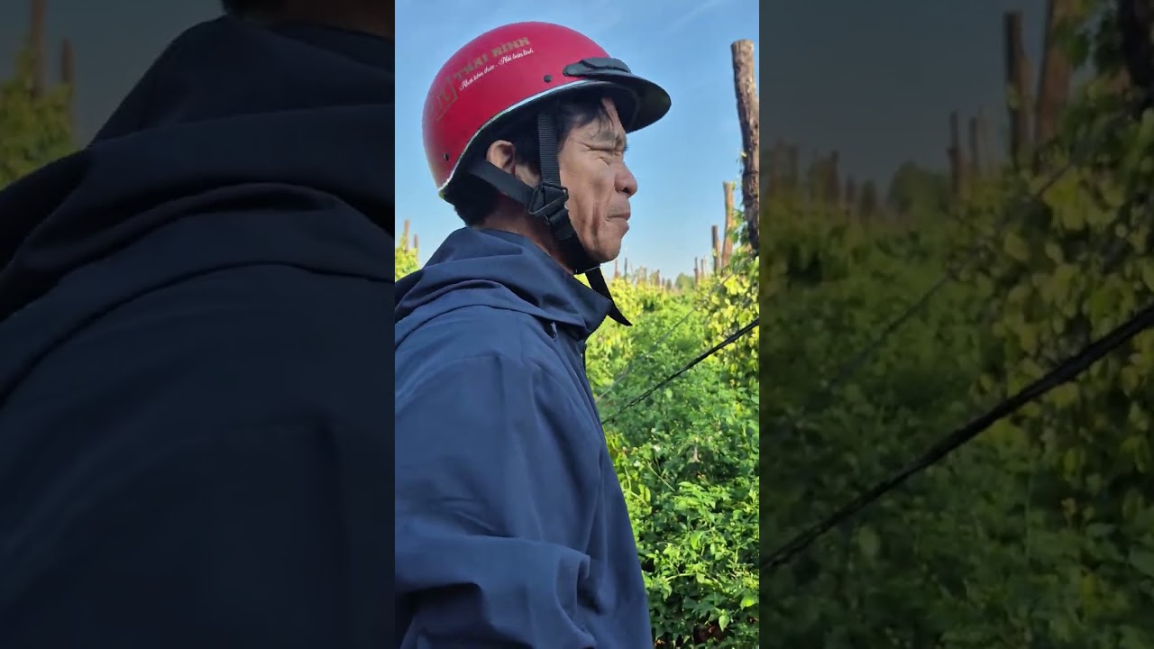 Coffee plantage of Khoa & Thu - grand niece, Gia Rai, Chu BƯ, near Pleiku, January 16, 2026