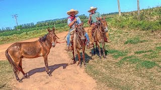 Na puxada dos muares🐰🤠🌱