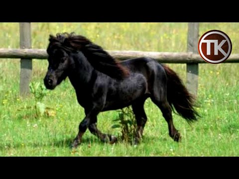 Video: Apa Kuda Terkecil?