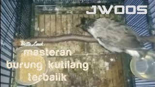 suara cerecetan kutilang gacor