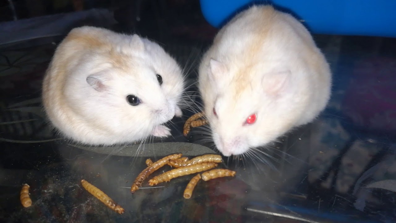 Pet nhà nuôi hamster winter white 