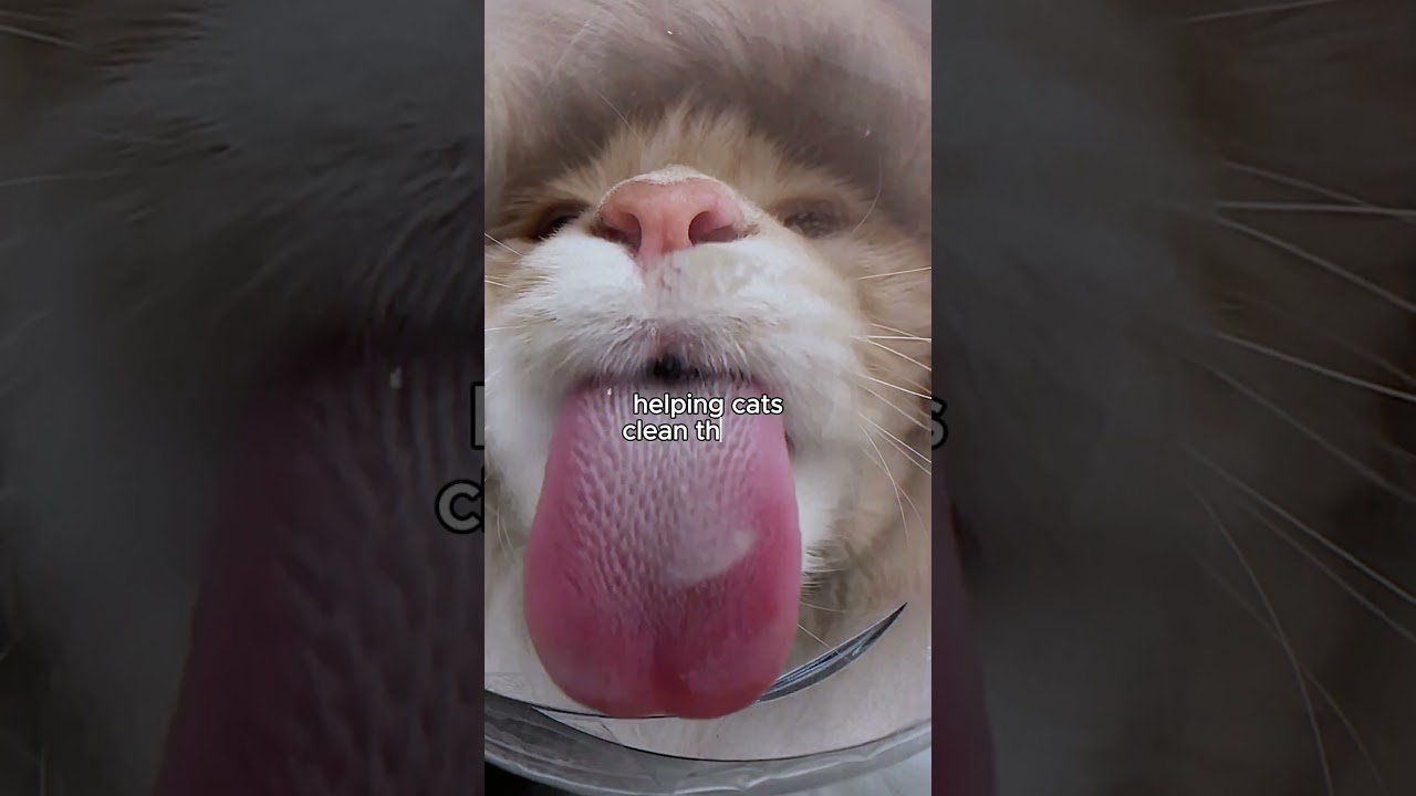 This is a Scary Tongue: The Secret of a Cat’s Tongue