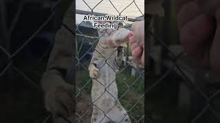 feeding african wildcats #pets #cat #animals #feline #wildcats #exoticpets #cute