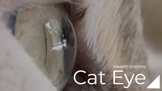 Close focus cat eye.