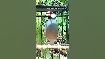 Thumbnail of Suara burung GELATIK BELONG/JAWA GACOR untuk MASTERAN