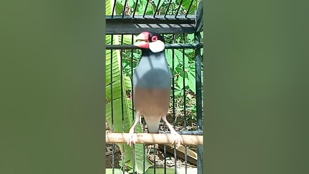 Suara burung GELATIK BELONG/JAWA GACOR untuk MASTERAN Suara burung GELATIK BELONG/JAWA GACOR untuk MASTERAN
