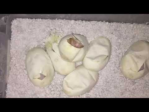 Blue Eyed Lucys Hatching!