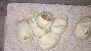 Blue Eyed Lucys Hatching!