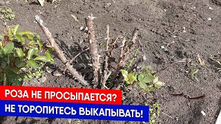 Роза не просыпается? Не торопитесь выкапывать!