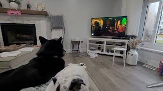 Toretto Watching dogs on tv by Blake Erdmann 329 views 1 year ago 18 seconds