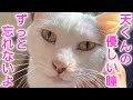 【天国へ】山に捨てられ人嫌いだった天くん　最期は人が大好きで甘えん坊になって旅立ちました【慢性腎不全】