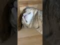 Nó ngủ thôi mà 😴 | He’s just sleeping