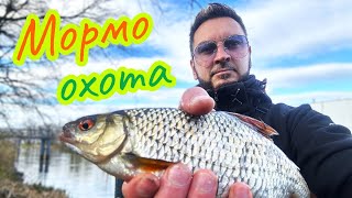 🎯 5 ВИДОВ РЫБЫ с ОДНОГО места! Мормо-спиннинг творит чудеса! 🎣🔥