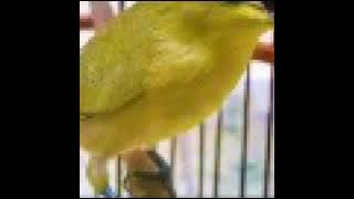 Masteran PLECI Sejalur (audio relaxsasi)