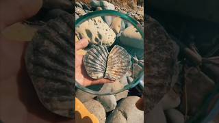 Finding 20 Million Year Old Animal Fossils! #animals #nature #shorts