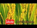 Have you heard these harvest songs || Koythu Pattu Malayalam || Nadan Pattukal Malayalam Mp3 Song