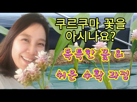 [쿠르쿠마재배] 꽃의모양과 수확방법