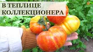 В теплицах коллекционера лучших сортов томатов 2020!