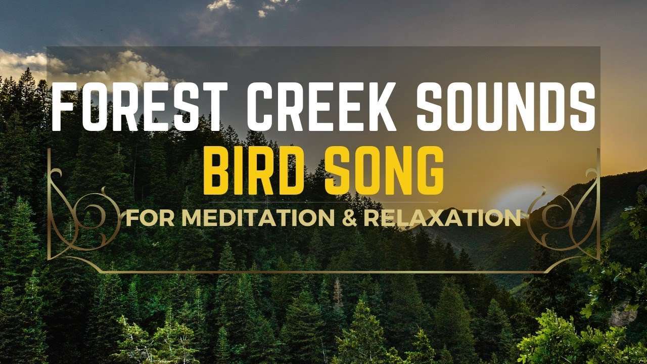 Soothing Forest Creek Sounds and Bird Song for Meditation , Relaxation ...