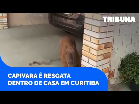Capivara é resgatada após "se hospedar" na churrasqueira de casa em Curitiba