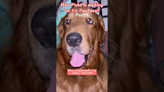প্লুটোর মতো করে কে এমন অপেক্ষা করে⁉️🐾🐕#dog #pluto #trending #shorts #viralhog 🔥