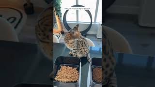 No More food stealing between My 😺 cat's_🚫The petliblo one