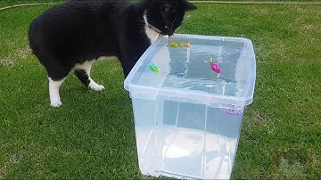Tuxedo cat Sam and Calico kitten Penny test some new toys