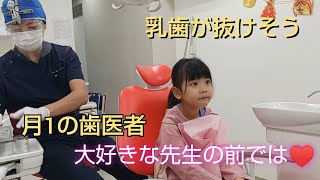 幼稚園児「はるちゃん」月１通う歯医者さん乳歯が…ぐらぐらどうしましょう？