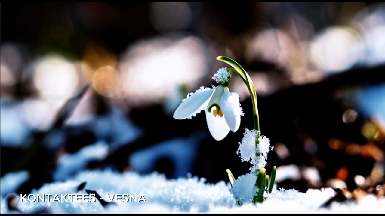 Watch Kontaktees - Vesna (Music video) on YouTube Watch Kontaktees - Vesna (Music video) on YouTube