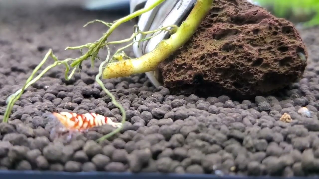 ファンシータイガーについて質問に答えます😄