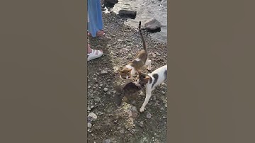 Heb je ooit katten zien vissen? || ViralHog