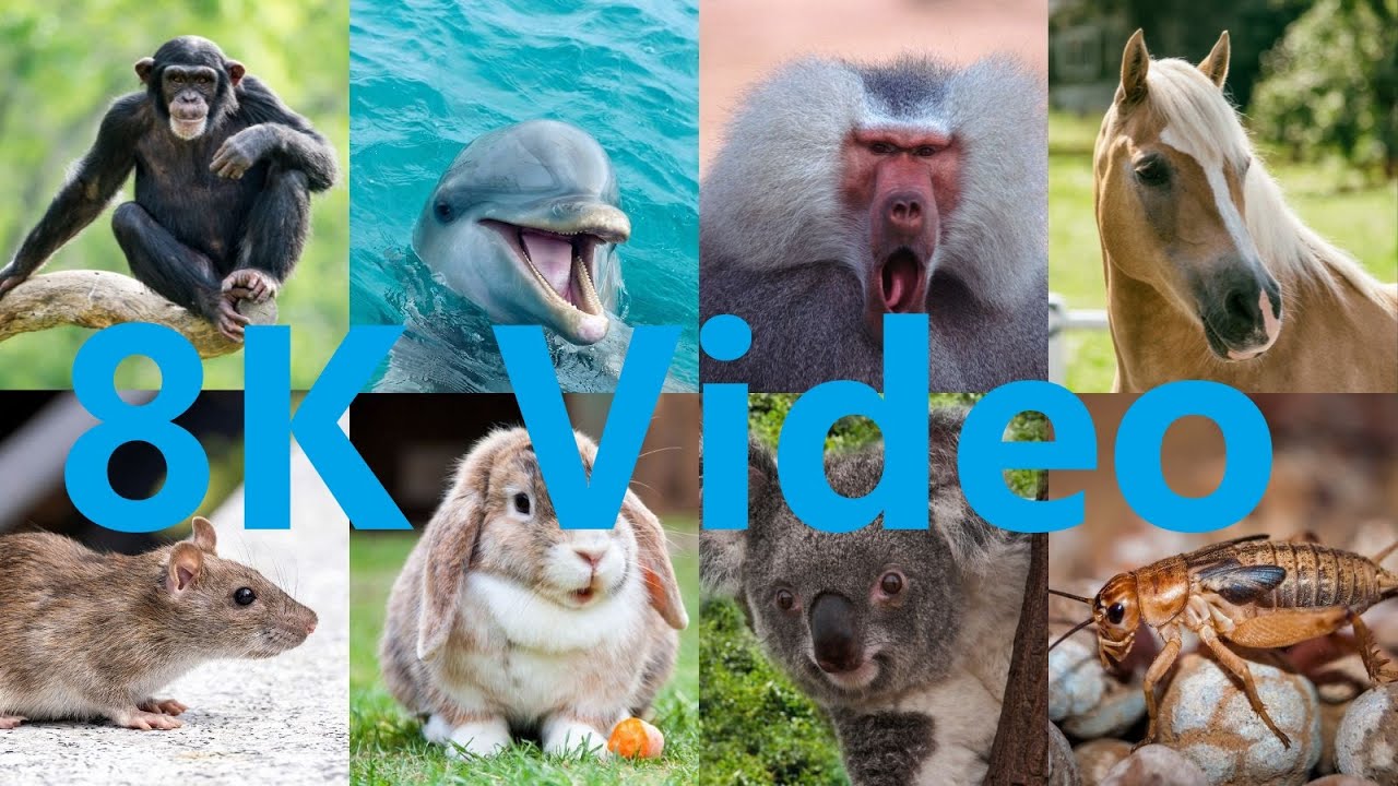 8K Video Animals - YouTube
