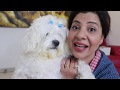 When your Dog is Smarter than your Plan | Cherry's day out | Ep 1 | Ss vlogs :-)