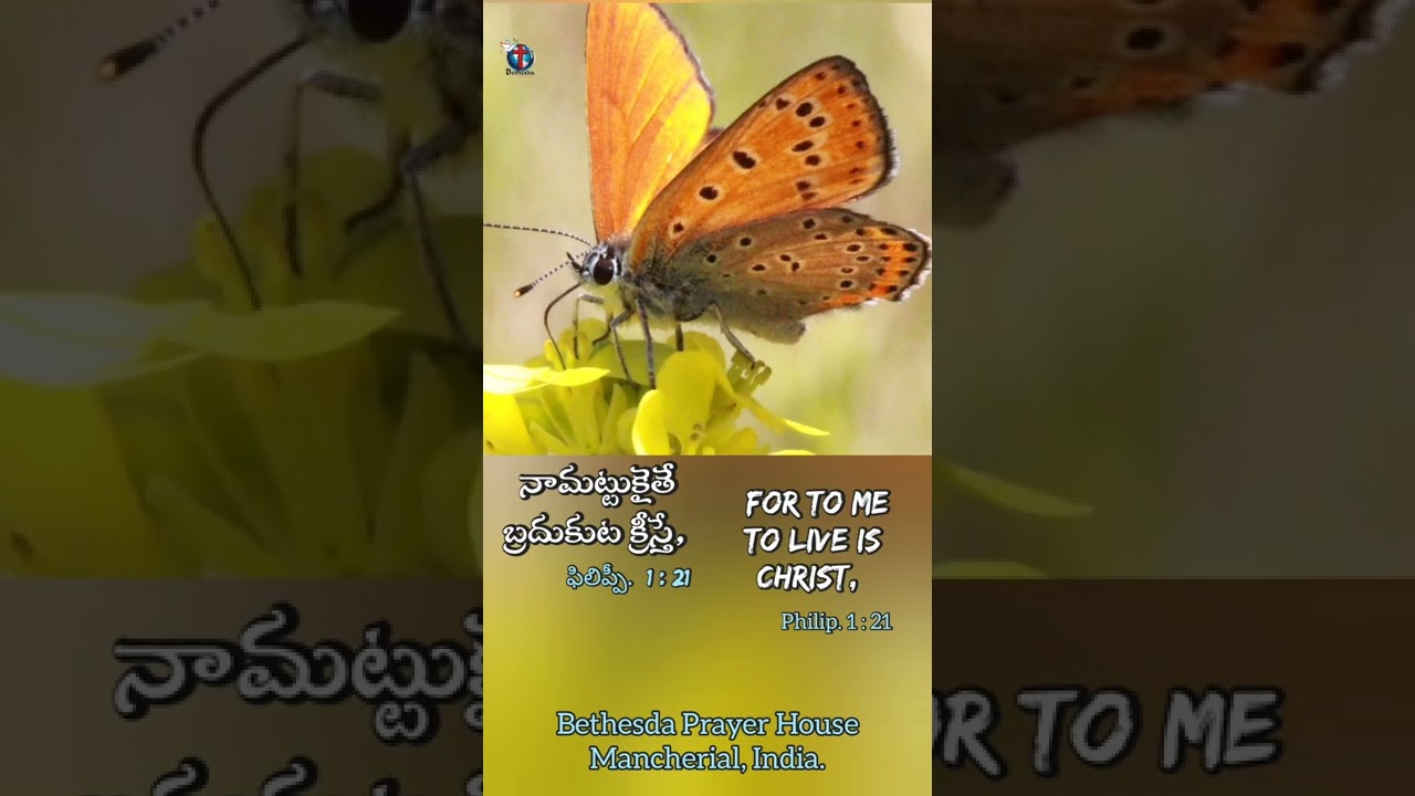 Live for Christ means Leave your caterpillar life.