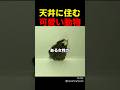 天井に住む可愛い動物