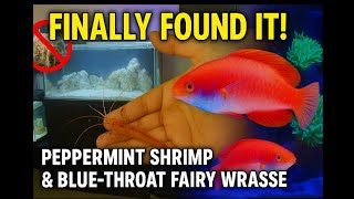 FINALLY! Found that peppermint shrimp for my 30 Gallon +1 fish for the 100 Gallon.