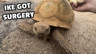 My Oldest Tortoise Got Surgery (Ike)