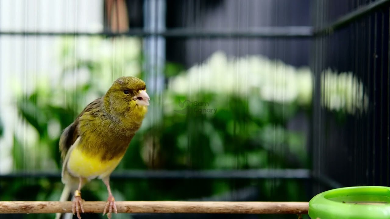 Gacor durasi panjang, Full Isian, Non Stop, Untuk Pancingan, Ngerek Kawin, Cengkok Mewah