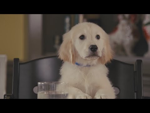 funny-commercial-lovely-dog-family-given-toast-subaru