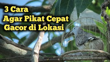 Lakukan 3 Cara ini Pikat Perkutut Gacor di Lokasi