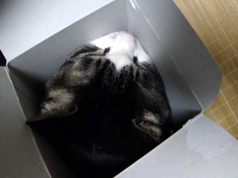 猫は狭いところが好きなのは知っていましたが Youtube