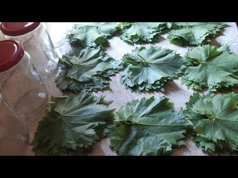 Video: Si Të Ushqeni Barbarozat Në Shtëpi? Plehra Për Lulëzim Të Bollshëm Në Dimër, Ushqim Për Gjethet E Pelargoniumit