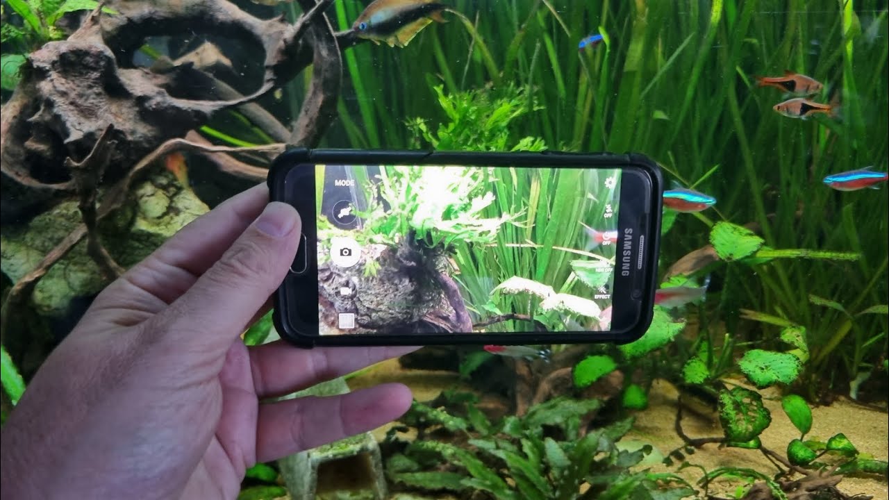 8 Smartphone PHOTO and VIDEO Tips for your AQUARIUM! - YouTube