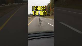 I ignored a car crash to follow a dog...