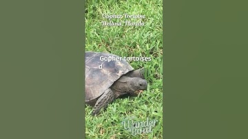 Gopher Tortoise Caught Snacking, 🐢 See This Burrow Builder in Action!