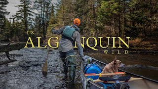 Is Algonquin Wild?  An Algonquin Park Canoe Story (4K  HDR)