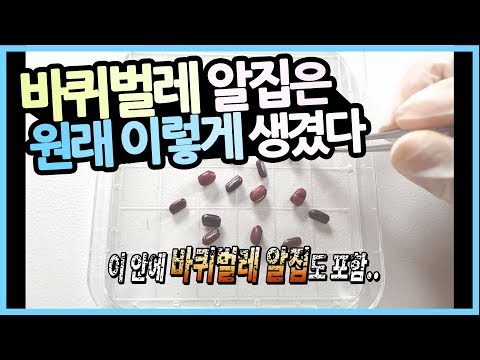 [충격] 바퀴벌레알은 원래 이렇게 생겼습니다