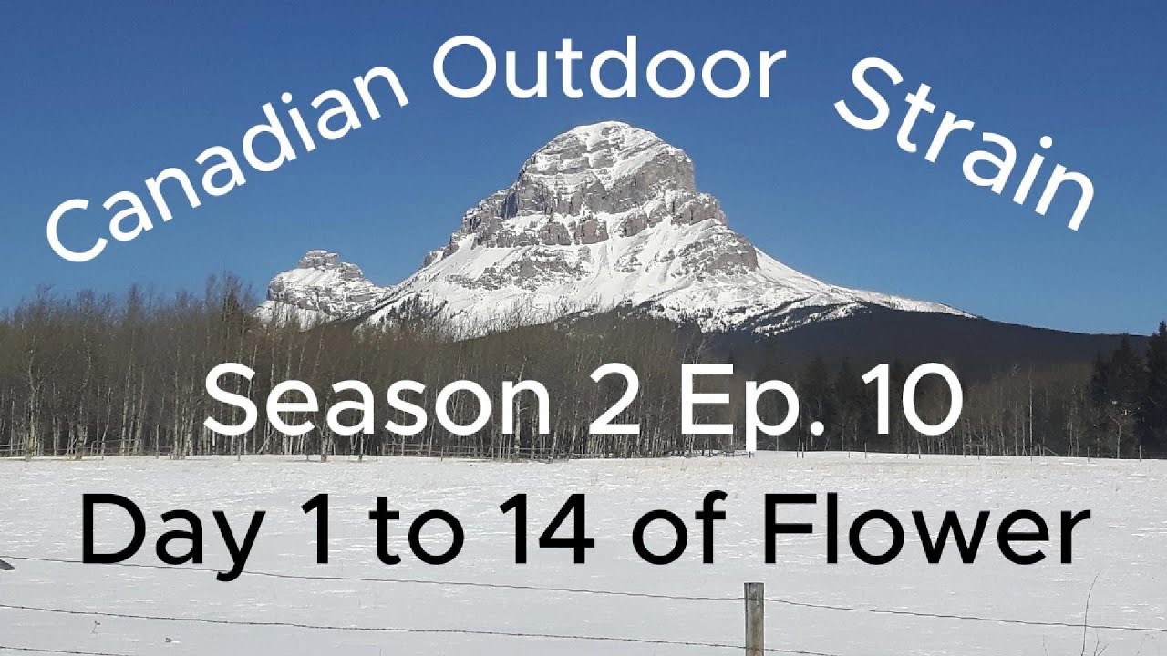 Day 1 to 14 in the start of the flowering stage - Quick over view!! 4f X 5f full canopy