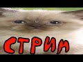 Приватный сервер ОТКРЫТ! (стрим)